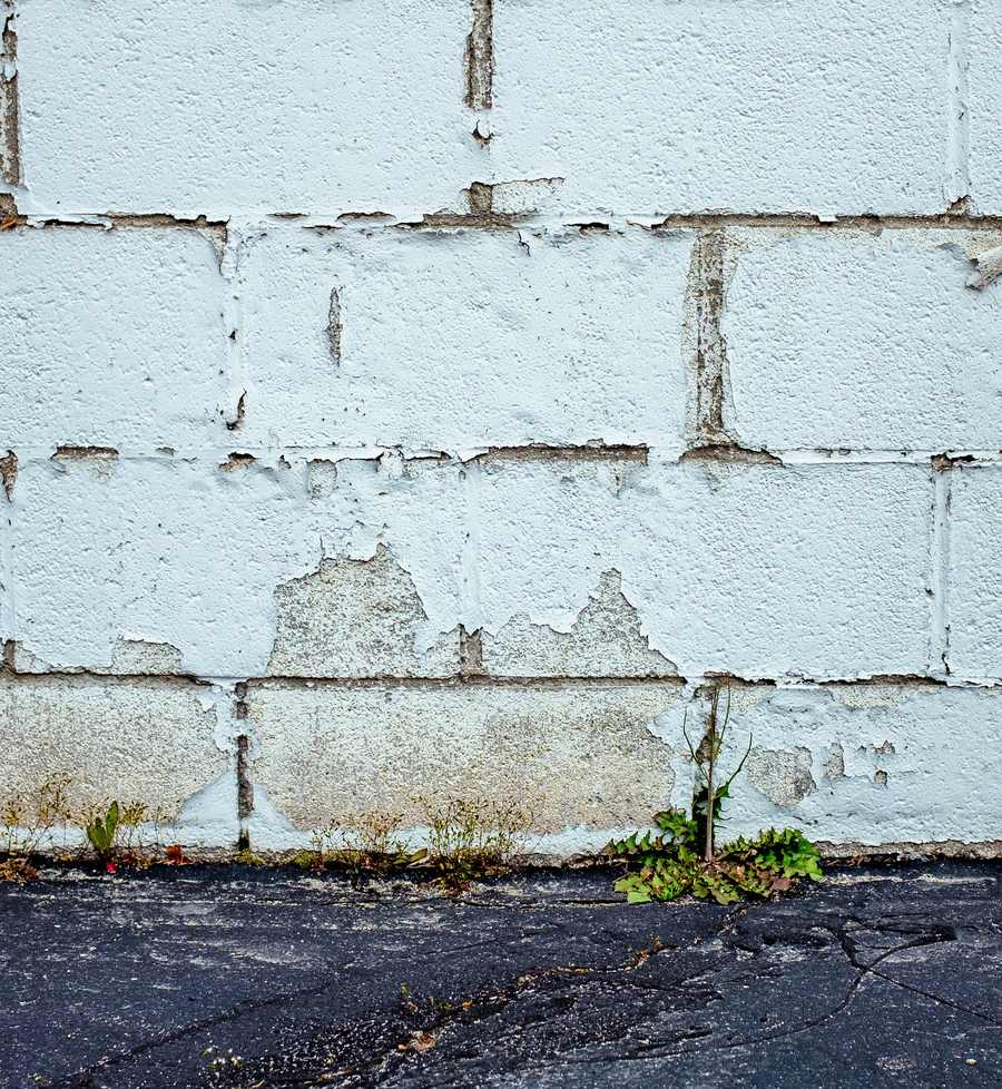 Weeds growing along the base of a block wall